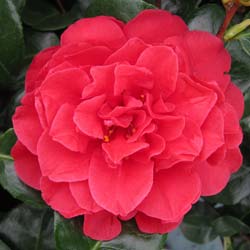 Camelia de Japn 'Tom Knudsen'